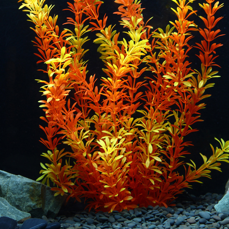 Tanaman Tropis 100cm, Rumput A - Ocean Aquarium ulasan dan harga